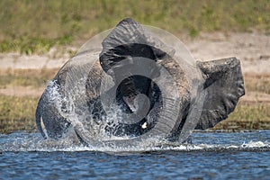 African bush elephant makes spray in water photo