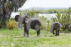 African bush elephant male and calve