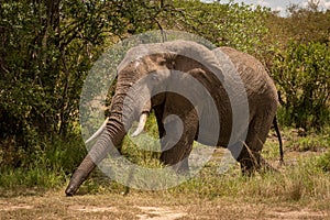 African bush elephant in mud stretches trunk