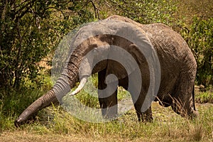 African bush elephant in mud stretching trunk