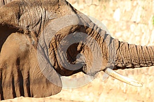 African bush elephant in profile