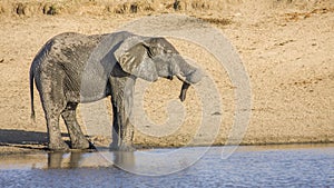 African bush elephant in the riverbank, in Kruger Park, South Africa