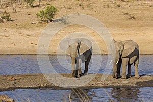 African bush elephant in the riverbank, in Kruger Park, South Africa