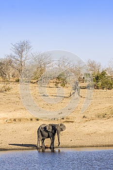 African bush elephant in the riverbank, in Kruger Park, South Africa