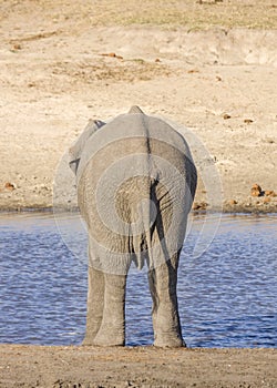 African bush elephant in the riverbank, in Kruger Park, South Africa