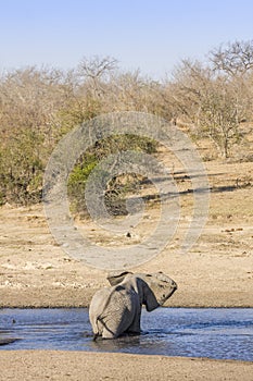 African bush elephant in the riverbank, in Kruger Park, South Africa