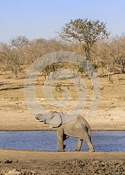 African bush elephant in the riverbank, in Kruger Park, South Africa