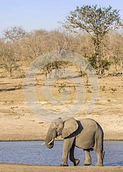 African bush elephant in the riverbank, in Kruger Park, South Africa