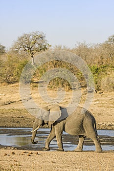 African bush elephant in the riverbank, in Kruger Park, South Africa