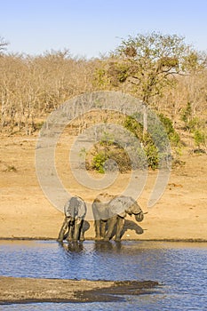 African bush elephant in the riverbank, in Kruger Park, South Africa