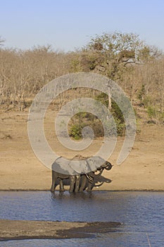 African bush elephant in the riverbank, in Kruger Park, South Africa