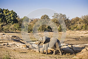 African bush elephant in the riverbank, in Kruger Park, South Africa