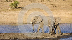 African bush elephant in the riverbank, in Kruger Park, South Africa