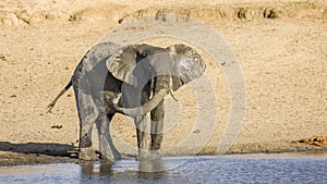 African bush elephant in the riverbank, in Kruger Park, South Africa