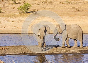 African bush elephant in the riverbank, in Kruger Park, South Africa