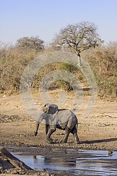 African bush elephant in the riverbank, in Kruger Park, South Africa