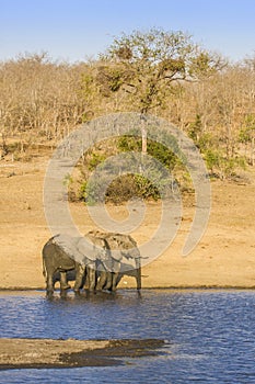 African bush elephant in the riverbank, in Kruger Park, South Africa