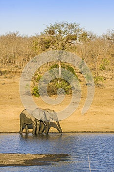 African bush elephant in the riverbank, in Kruger Park, South Africa