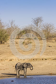 African bush elephant in the riverbank, in Kruger Park, South Africa