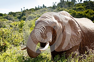 African Bush Elephant`s mouth wide open