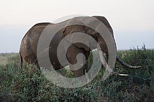 African bush elephant on savanna in Amboseli National Park in Kenya