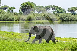 African bush elephant Selous Tanzania photo