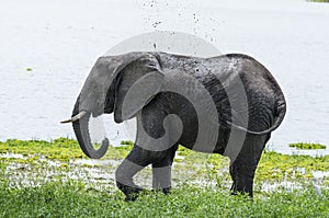 African bush elephant Selous Tanzania