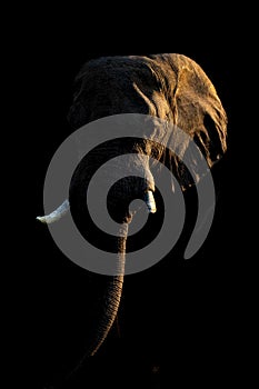 African bush elephant sidelit against dark background