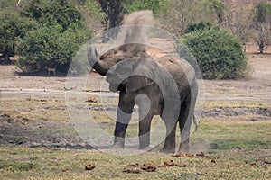 African bush elephant squirting dust over head