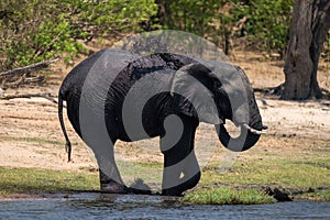 African bush elephant squirting mud over body