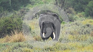 African Bush Elephant Standing On The Grassland In Aberdare National Park In Kenya - Mediu