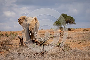 African bush elephant stands breaking down tree