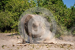 African bush elephant stands covered in dust