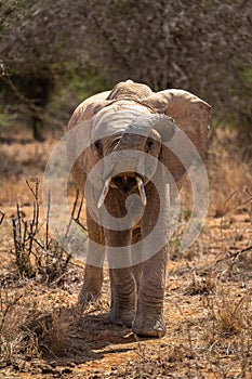 African bush elephant stands curling trunk up