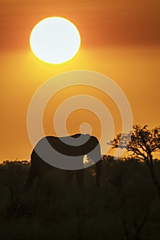 African bush elephant on sunset in Kruger National park