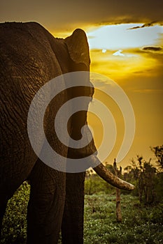 African bush elephant and sunset in Kruger park