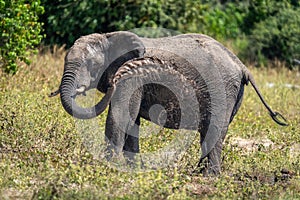 African bush elephant throws mud over flank photo