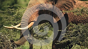 An African Bush Elephant Walking Alone Behind The Plants Inside The El Karama Lodge. -medi