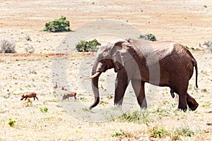 African Bush Elephant walking