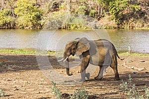 African bush elephant walking, in Kruger Park, South Africa