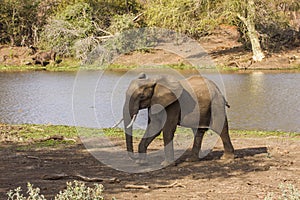 African bush elephant walking, in Kruger Park, South Africa