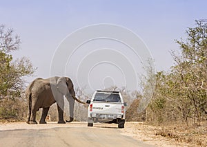 African bush elephant walking on the road, in Kruger Park, South Africa