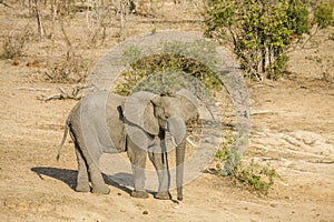 African bush elephant walking in savannah, in Kruger Park, South Africa