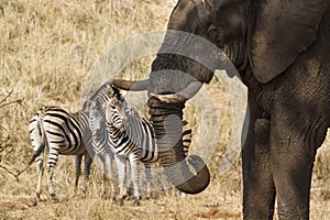 African bush elephant and zebra in Kruger National park