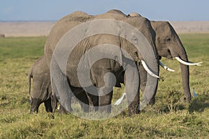 African Bush Elephants