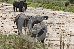 African Bush elephants