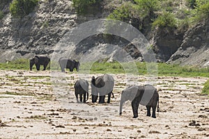 African Bush elephants