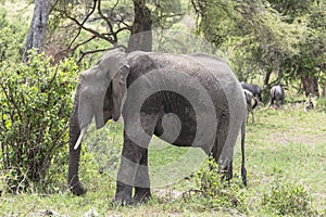 African Bush elephants