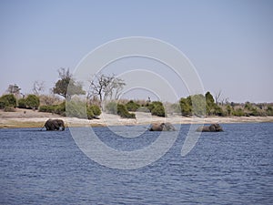 African bush elephants crossing Chobe river