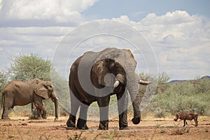African Bush Elephants in the grassland on a sunny day